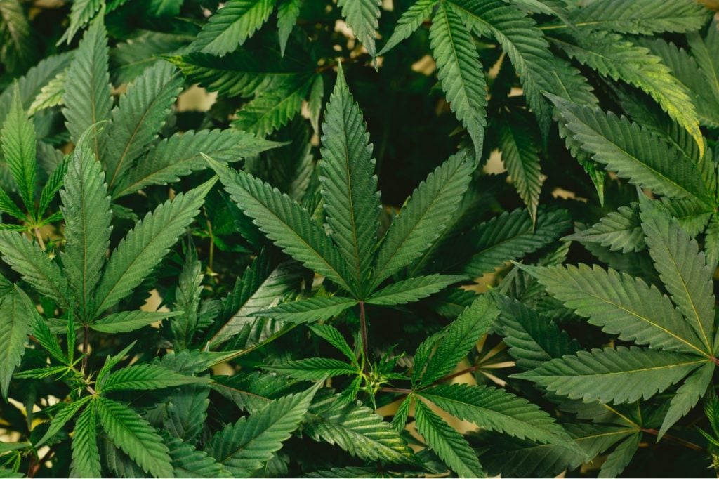 marijuana leaves and stems in a circle